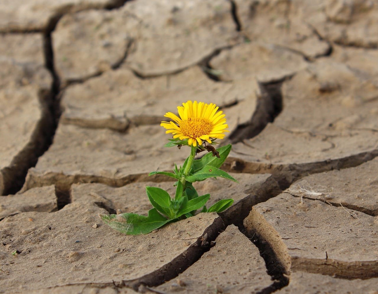 flower, life, yellow flower
