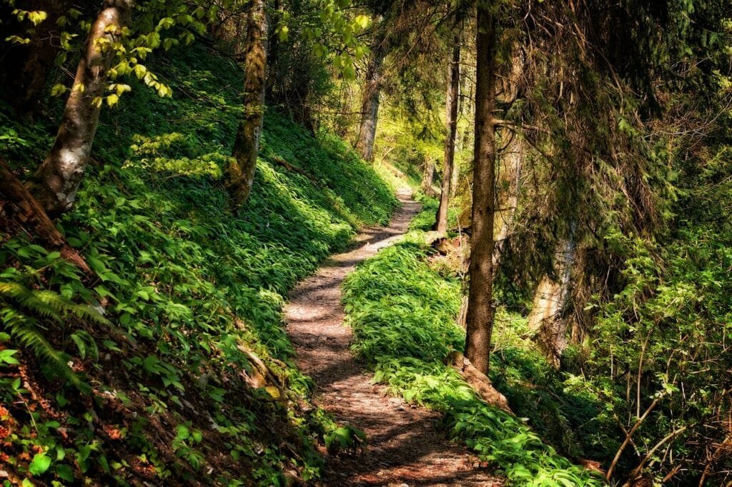 path, forest, hike