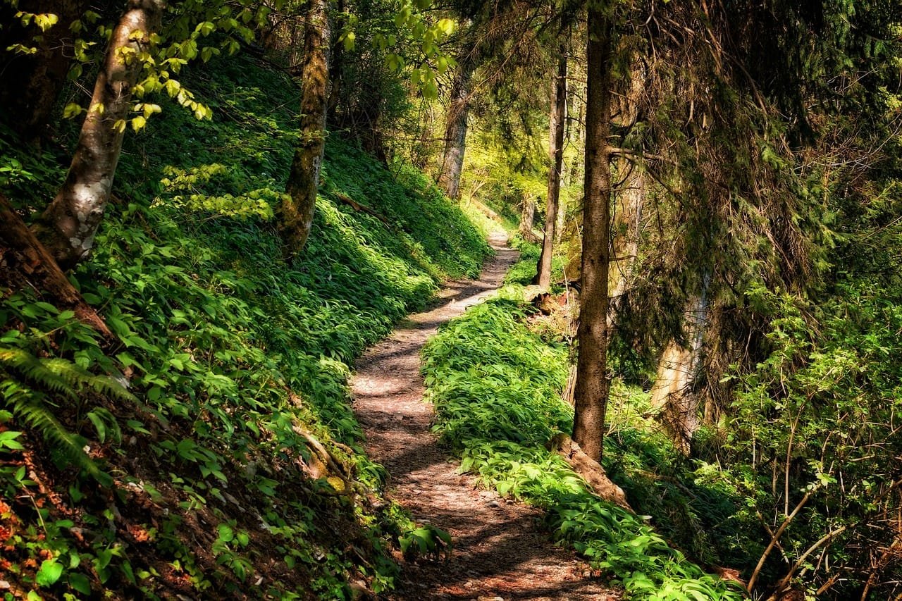 path, forest, hike
